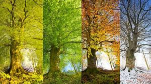four seasons of tree