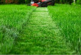 a strip of shorter grass is mowed from tall grass