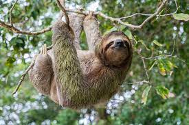 a sloth hanging from a tree